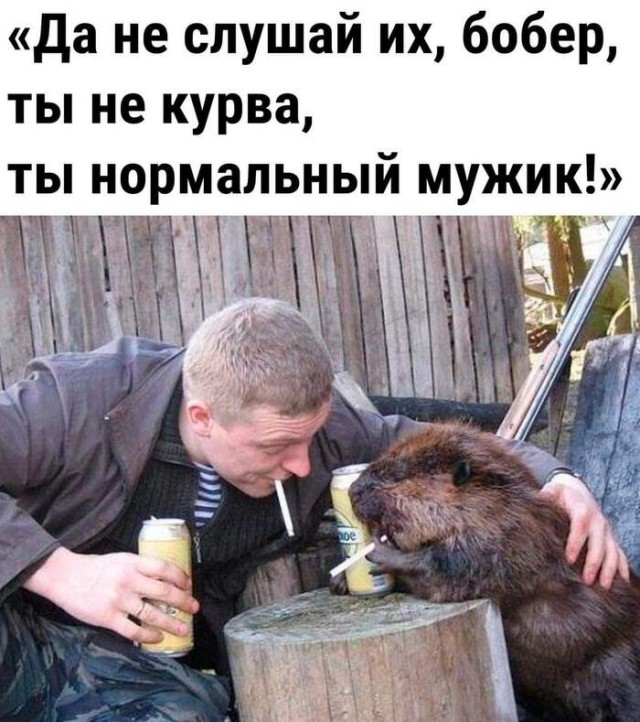 Башкирский бобр даёт отпор мужчине, который заметил, как грызун ворует стройматериалы
