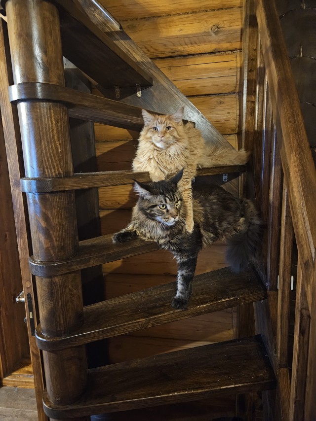 Это что, котовторник?