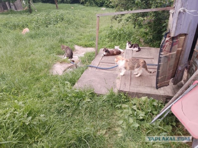 Жизнь домашнего приюта для котеек 549
