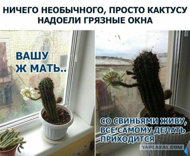 А у меня как всегда цветёт кактус!
