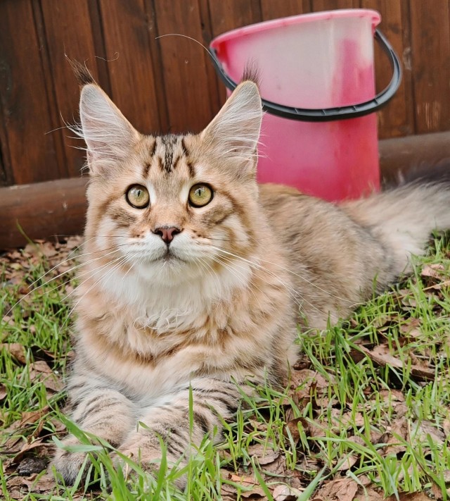 Котовторник