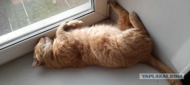 Толстый кот