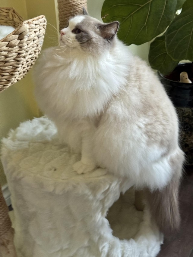 Зимняя шубка — это не шутка (котовторник)