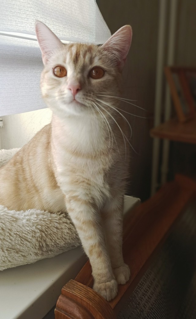 Котики здороваются с мужчинами энергичнее, чем с женщинами! Научное исследование.