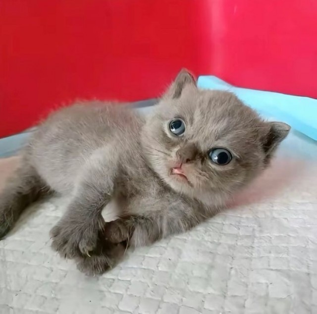 Оно