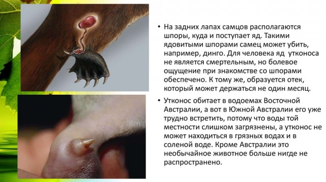 Утконосы