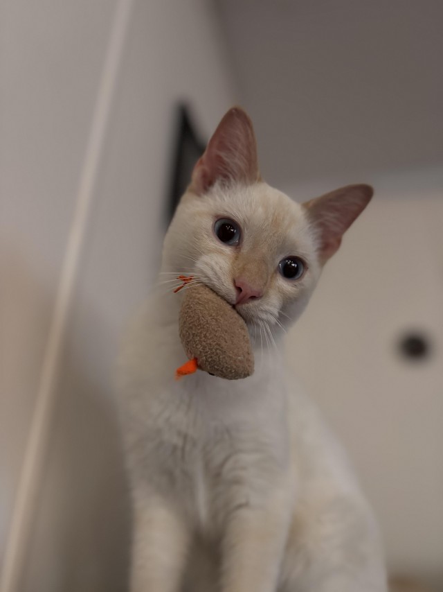 Кот очень настойчиво хотел домой