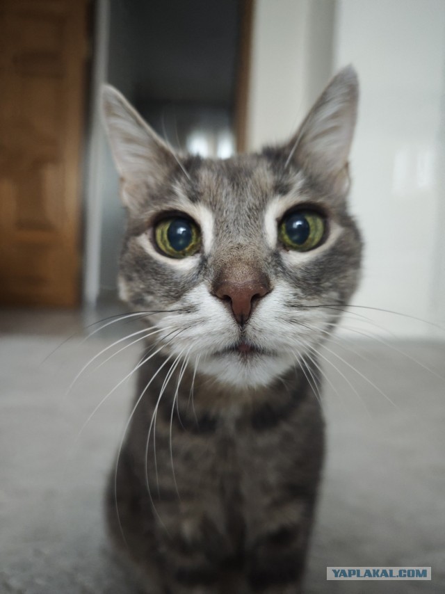 Братцы, мой кот.