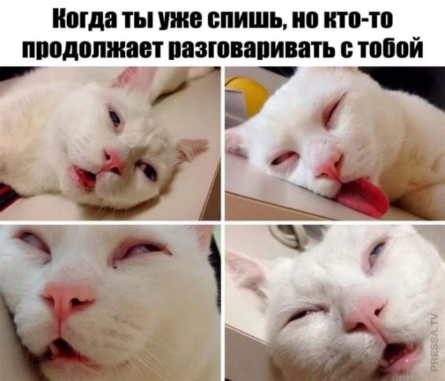 Веселые картинки в маленькую пятницу (27.05)