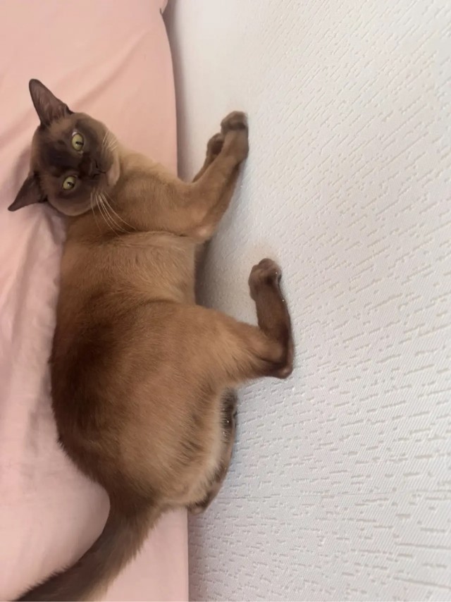 На дворе второй день лета.  Котовторник!