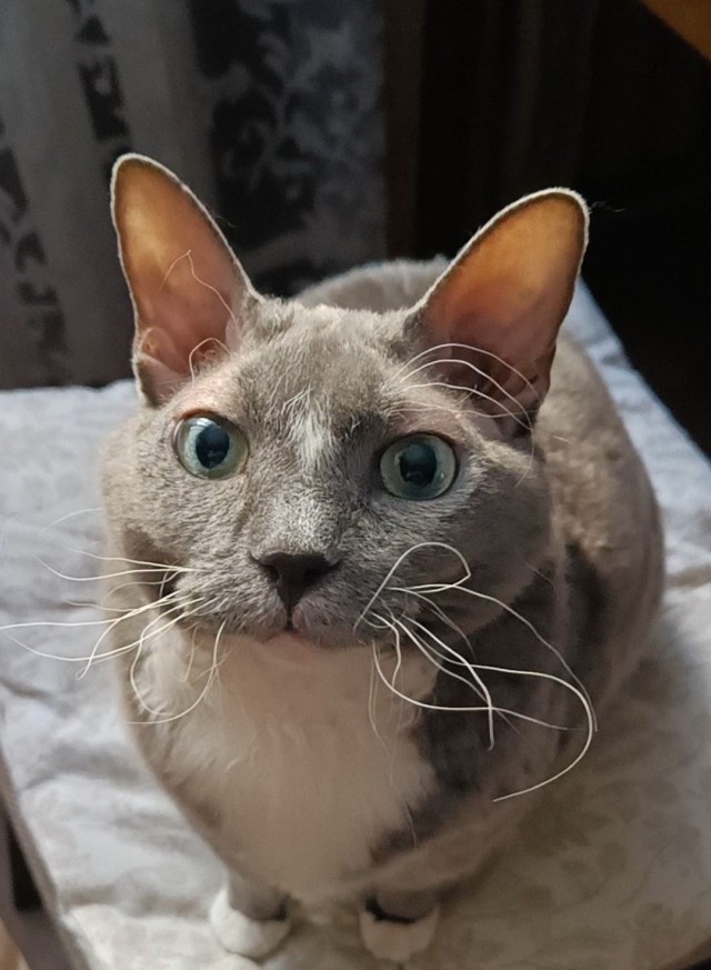 Котское.
