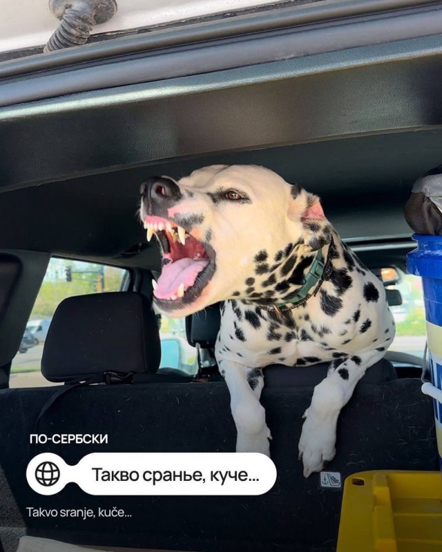9 мемов про собачку на разных языках
