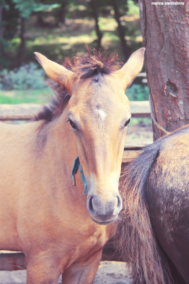 Крым: Судак и окрестности