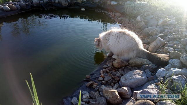 С Котовторником!