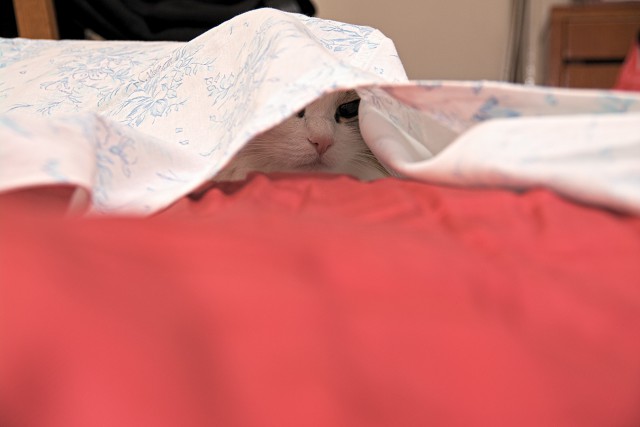 Котовторник 22.07.14