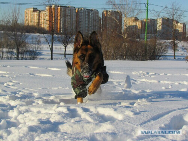 Собакочетверг..