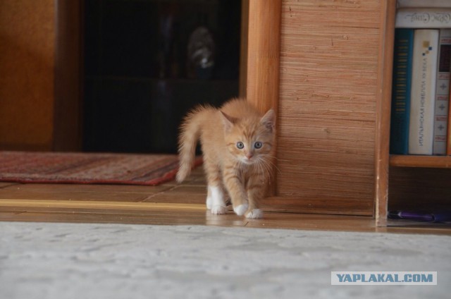 Котовторник 27.01.2015