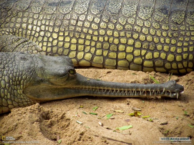 Лучшие фото от National Geographic