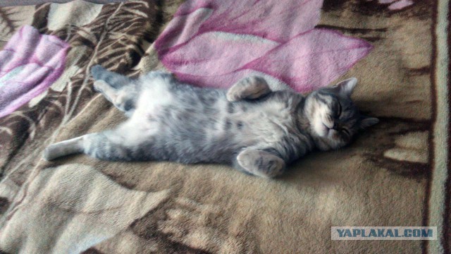 Котовторник 28.07.2015