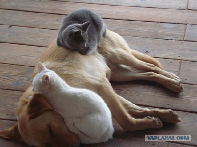 Как спят кошки....