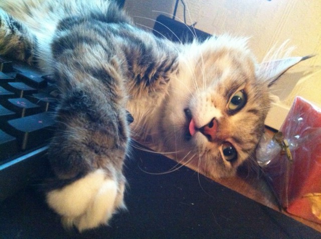 Котовторник 15-09-2015 !