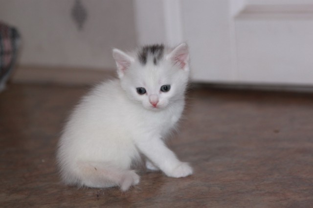 Котооо-о-о-вторник