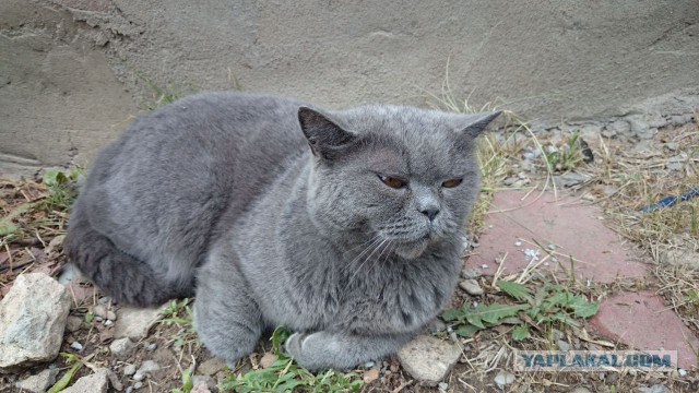Котооо-о-о-вторник