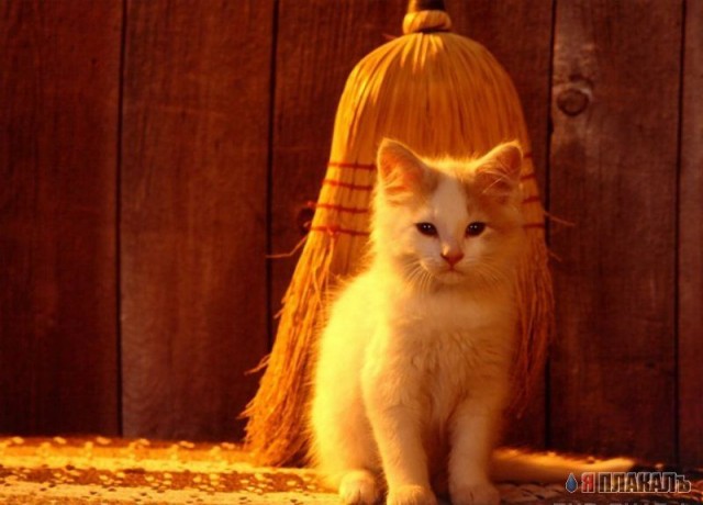 Коты, кошки, котята