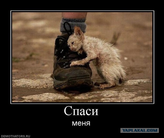 Великая сила ЯПа: В Ставрополе мужчина спас кота