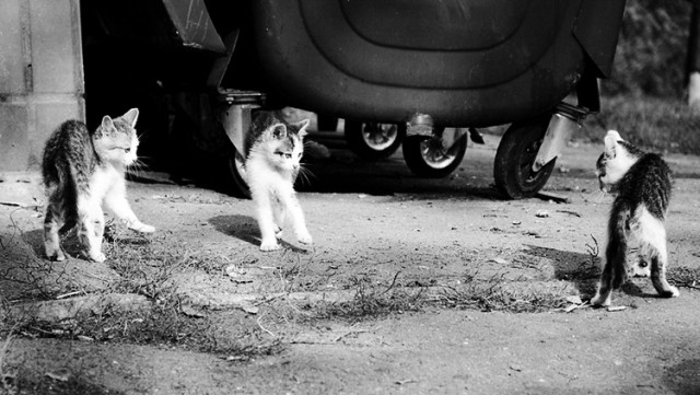 Коты, кошки, котята