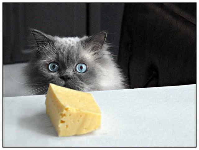 Коты, кошки, котята