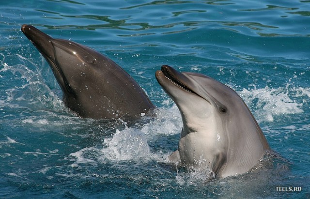 Дельфинчики!
