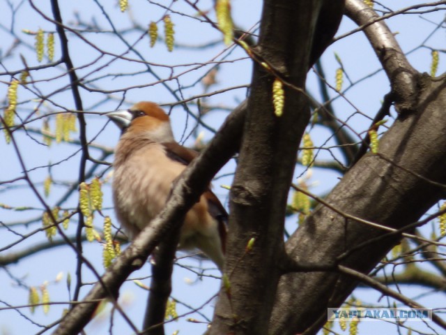 Каких птиц вы видите в городе?