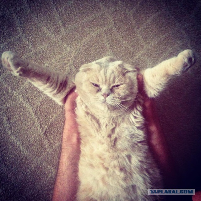 Ваши фотки котов на телефон