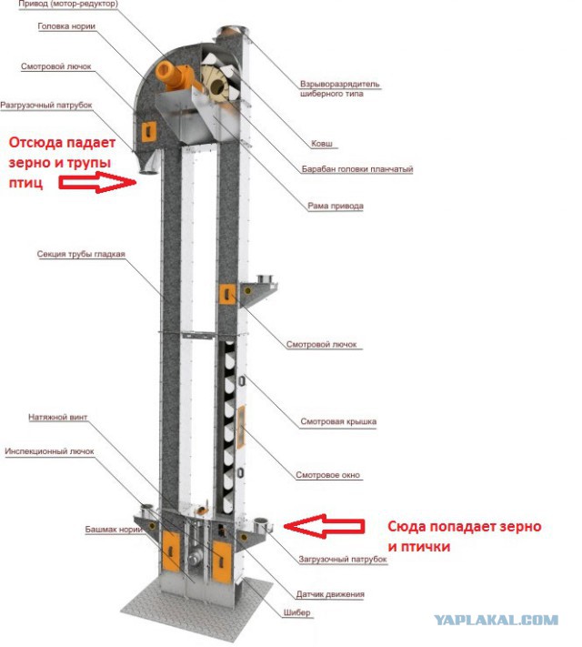 Птиц засасывает вместе с зерном на хлебозаводе