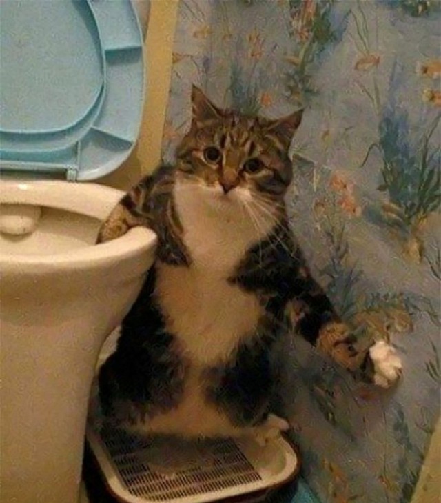 Коты из сети