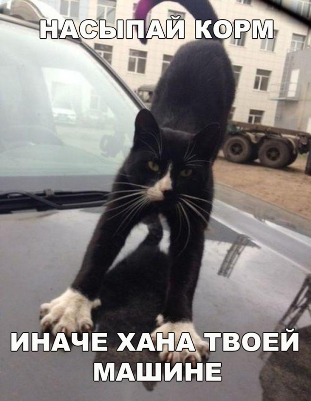 Коты из сети