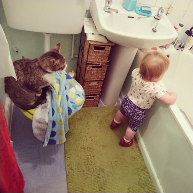 Коты из сети