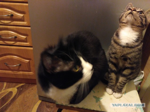 Котовторник  14.02.2017