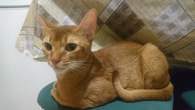 Котовторник 28.03.2017