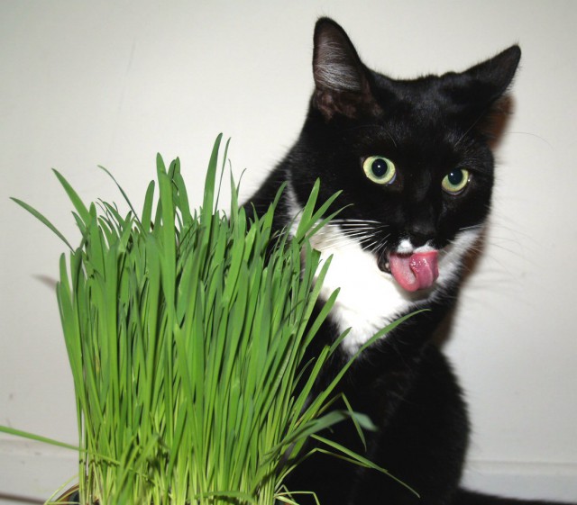 Коты и Кошки