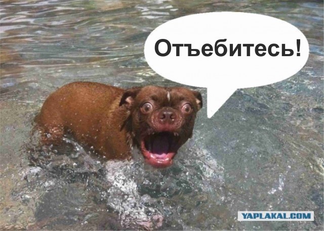 Жабельный собакен