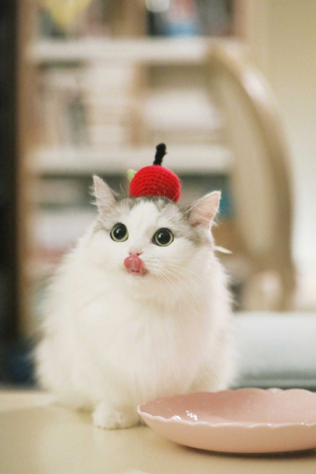 Коты и Кошки
