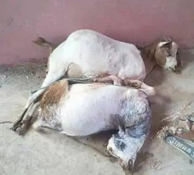 Кенийец до смерти изнасиловал...коз