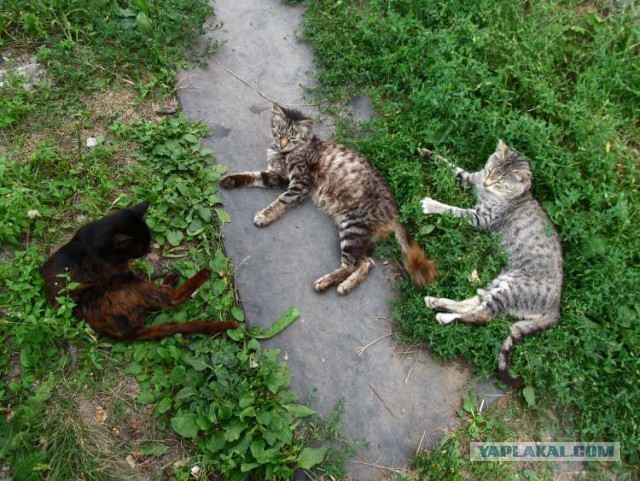 Котовторник  13.02.2018