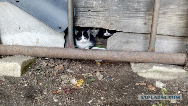 Котовторник 24.04.2018