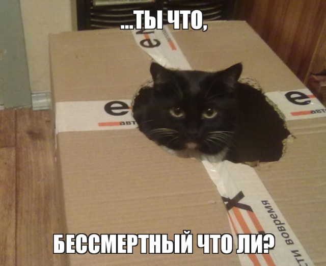 Ненавижу кота