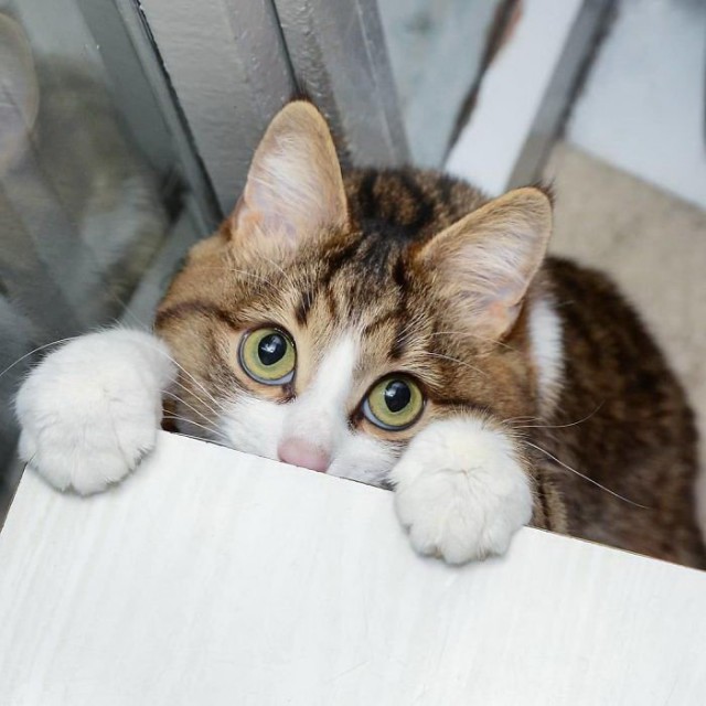 Немного милоты