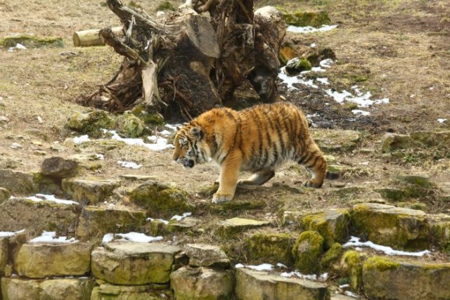 Тигр и его лучший друг