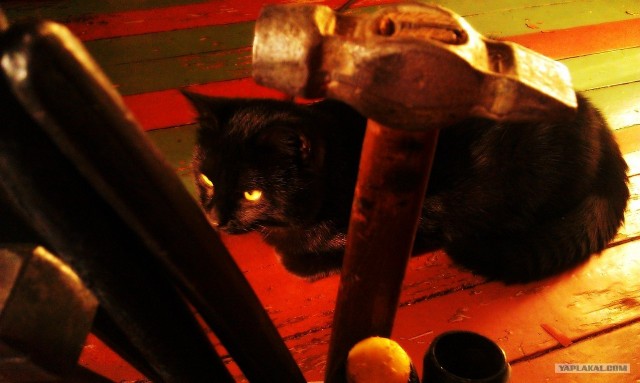 Котовторник 22.05.2012